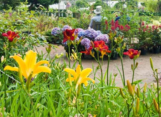 Reading Street Village Open Gardens