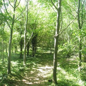 Into The Woods MNR
