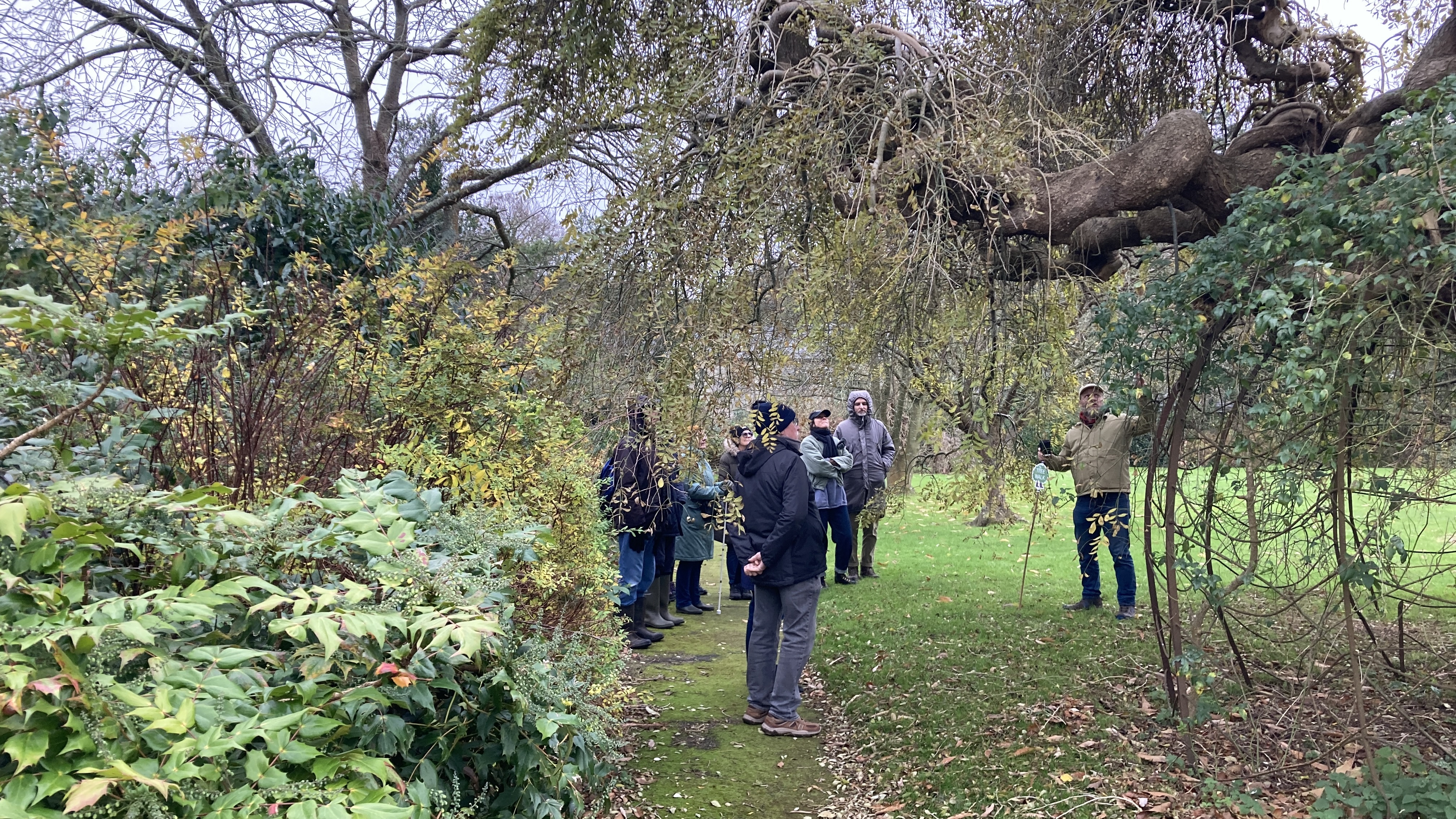 Thanet Urban Forest Tree Walk 31