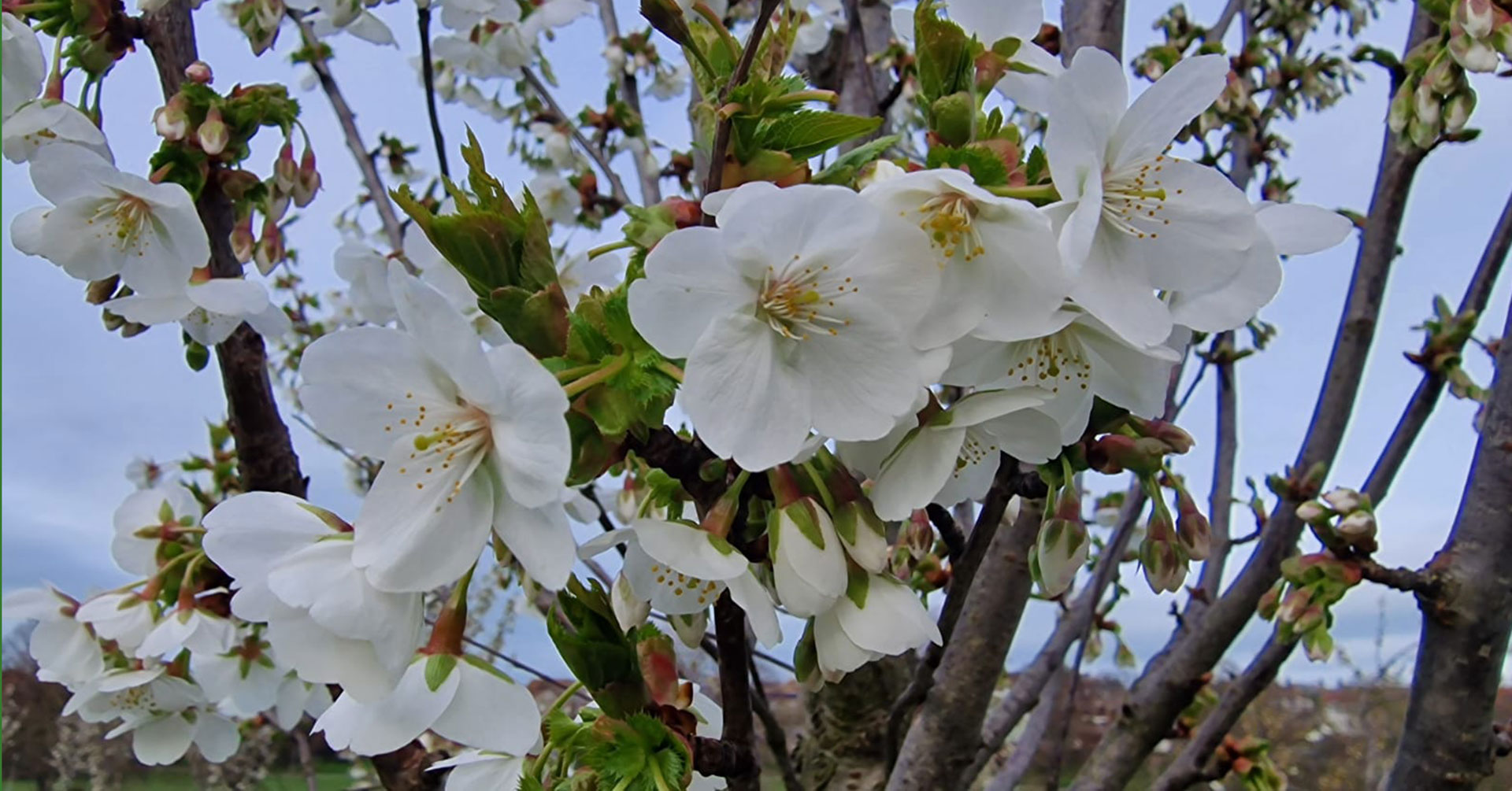 Thanet Urban Forest Hanami Blossom