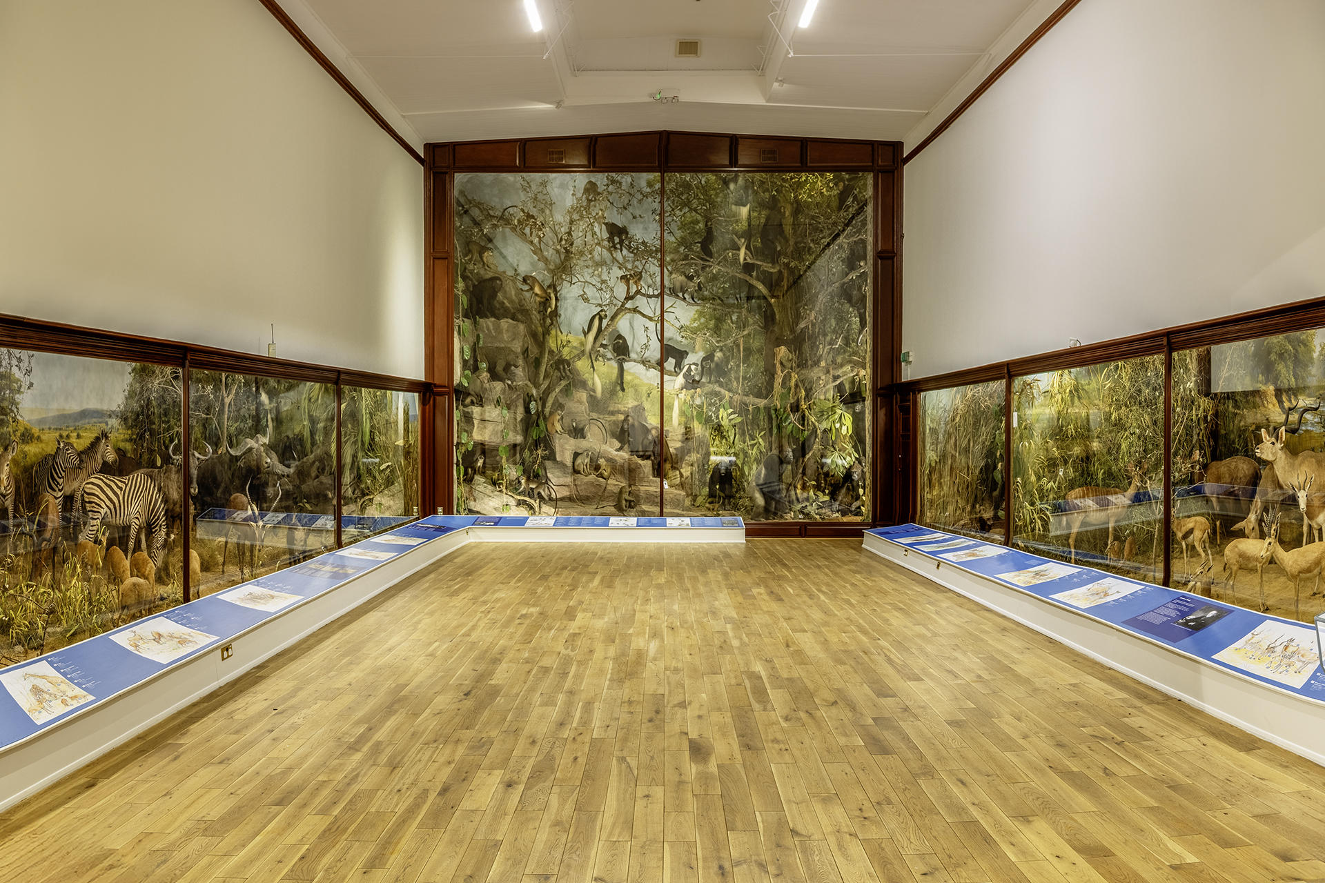 R8A9683 HDR 1A Copy. Gallery 1 Powell-Cotton Museum. Credit Hedley Basford