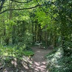 Forest Bathing