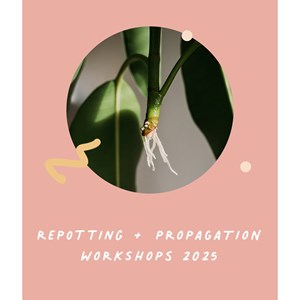 Potting Workshop
