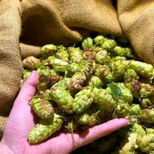 Ramsgate Green Hops