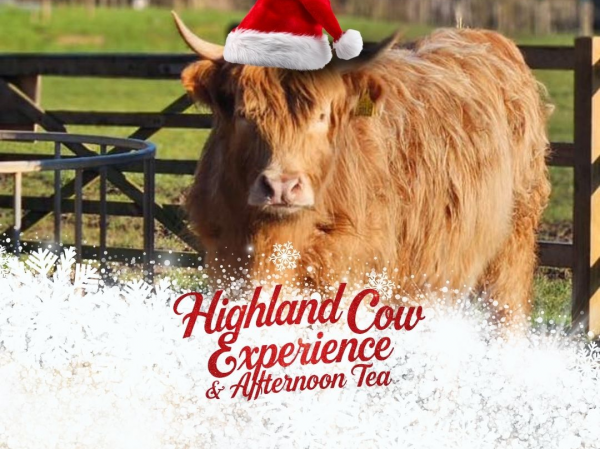 Highland Cow