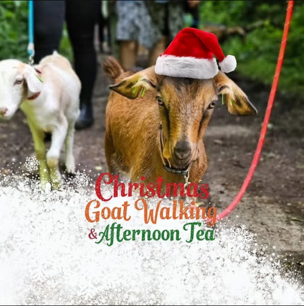 Christmas Goat Walking
