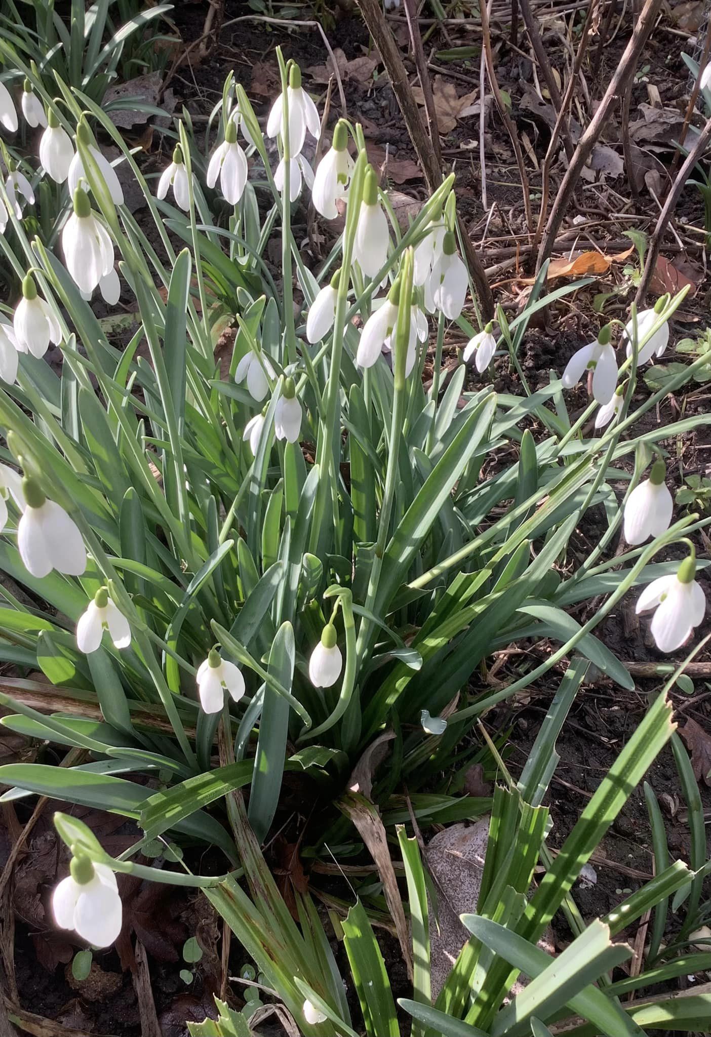 Snowdrops