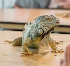 Wildlife Drawing Reptiles