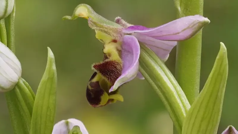 Introduction to Orchids