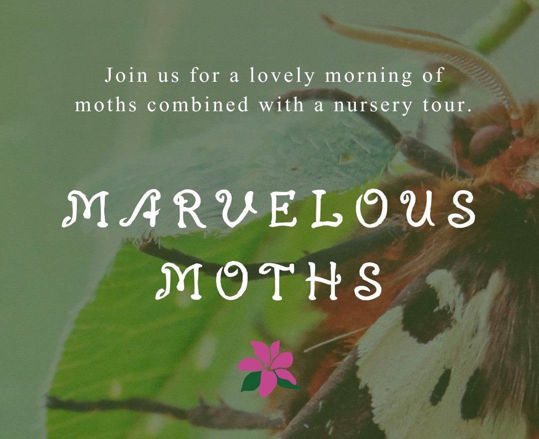 Marvellous Moths