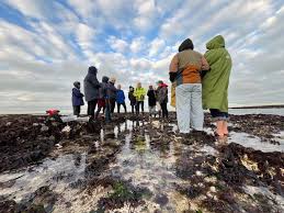 Seaweed And Their Secrets With Thanet Coast Project