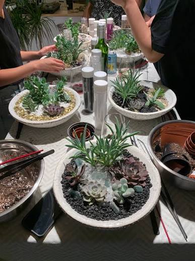 Foliage Succulents 2