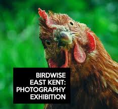 Birdwise