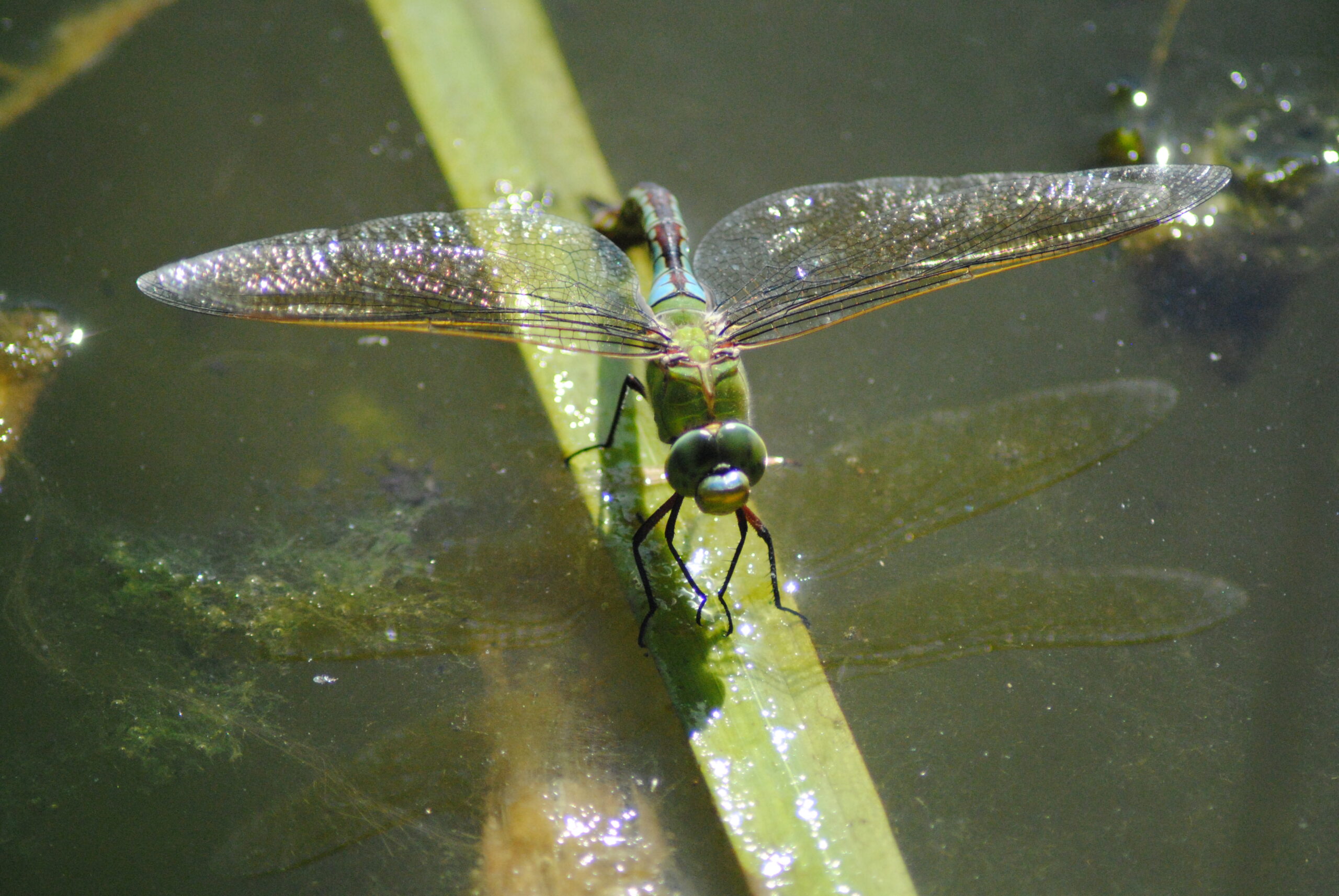 DRAGONFLY Scaled