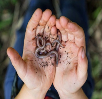 Worm Composting