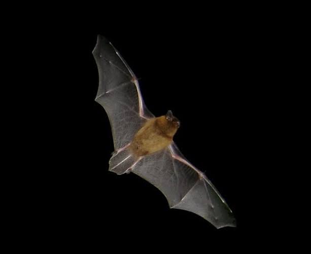 Montefiore Bat Walk