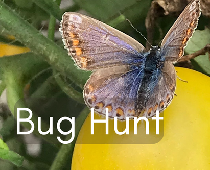 Bug Hunt