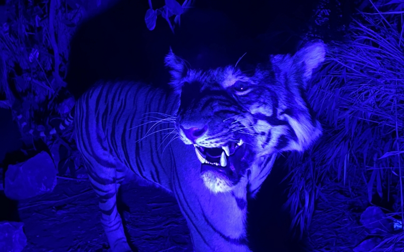 Nocturnal Adventures