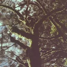 Ambient Garden