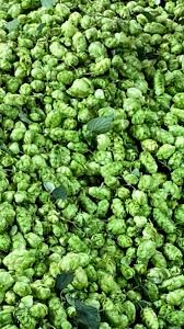 Green Hops