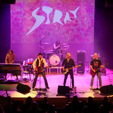Stray (1)