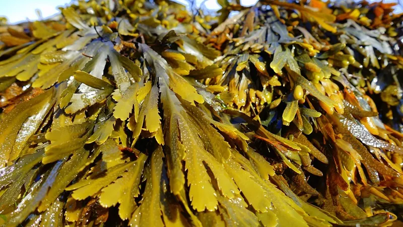 Margate - Seaweed & their Secrets (21 June)