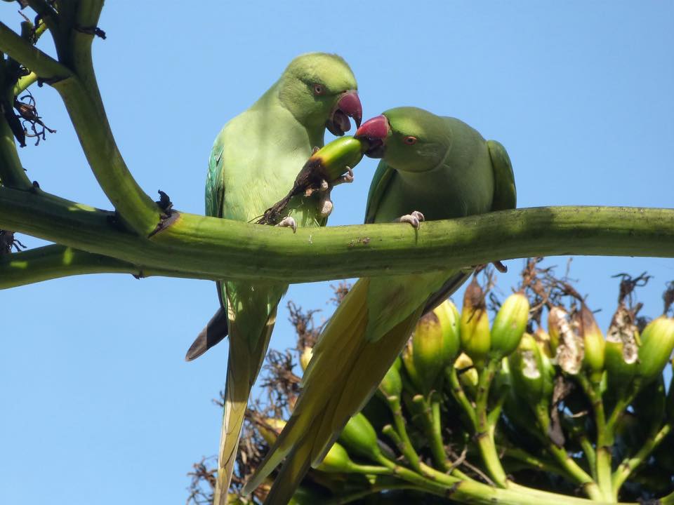 Parakeets. Credit Janice Dadds