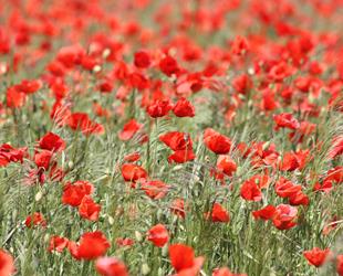 Poppy Field