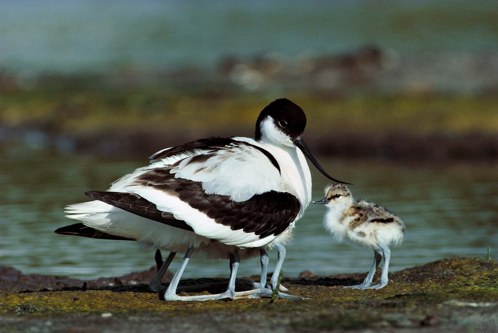 Birdwatching © Explore Kent
