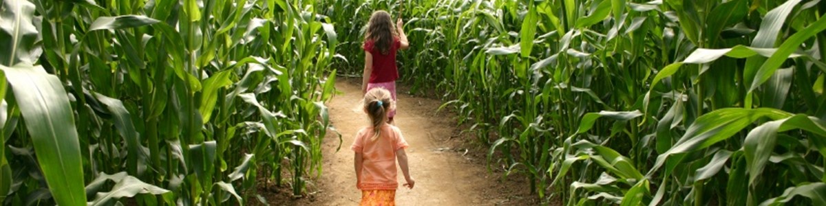 quex-park-maize-maze-2.jpg