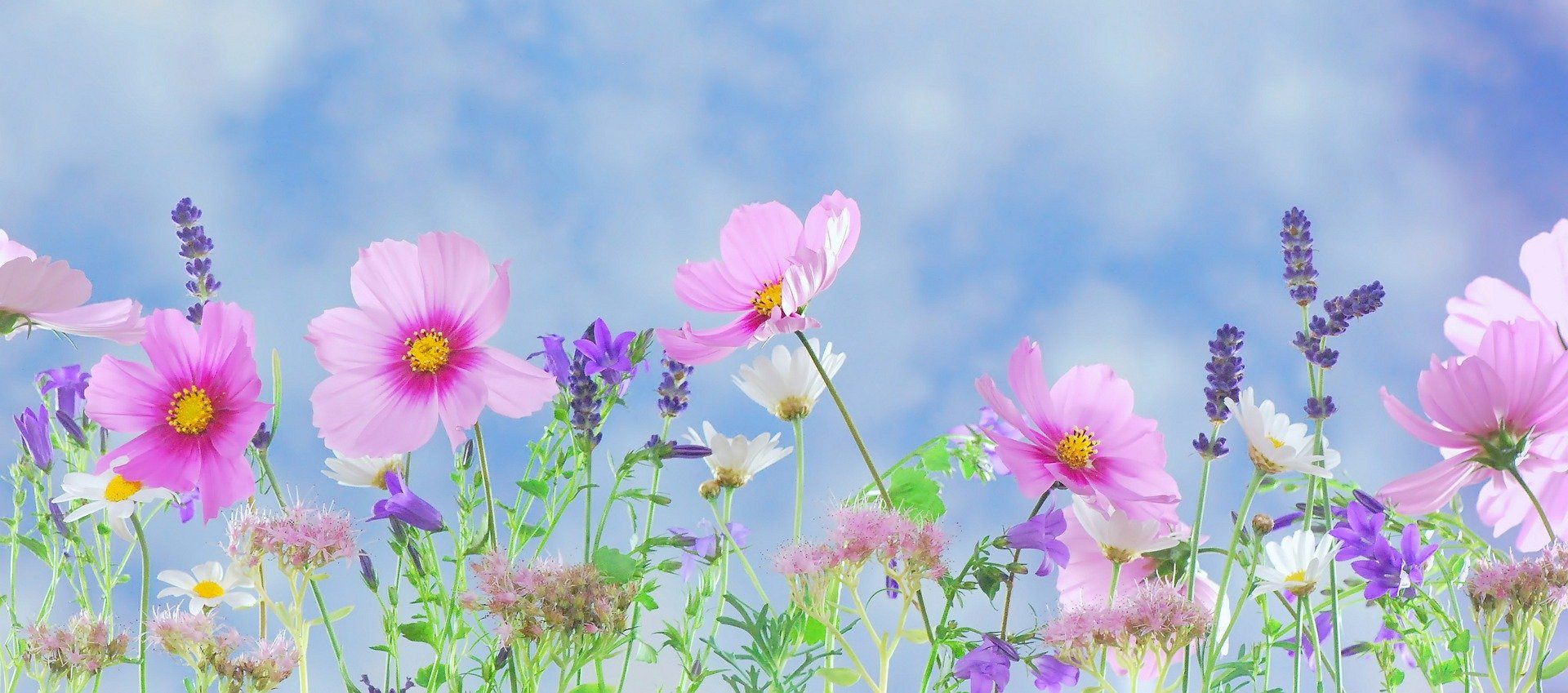 Wild Flowers 571940 1920