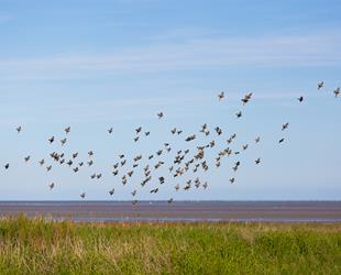 Large number of birds flying over grassy area in front of wet sand beach. Bright blue sky