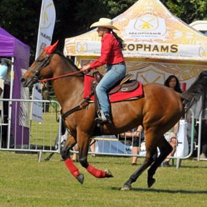 Kent Country Show Horse