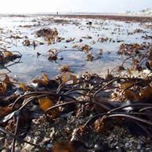 Thanet Seaweed