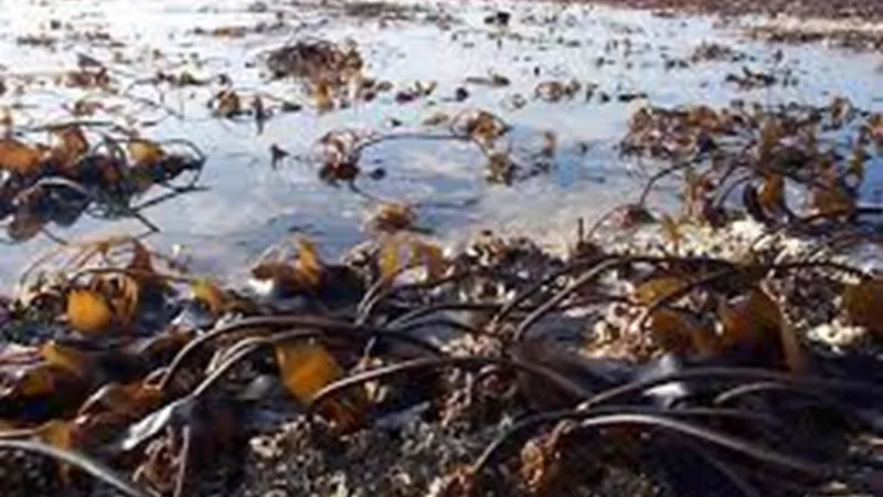 Dumpton Gap - Seaweed & their Secrets (20 Aug)
