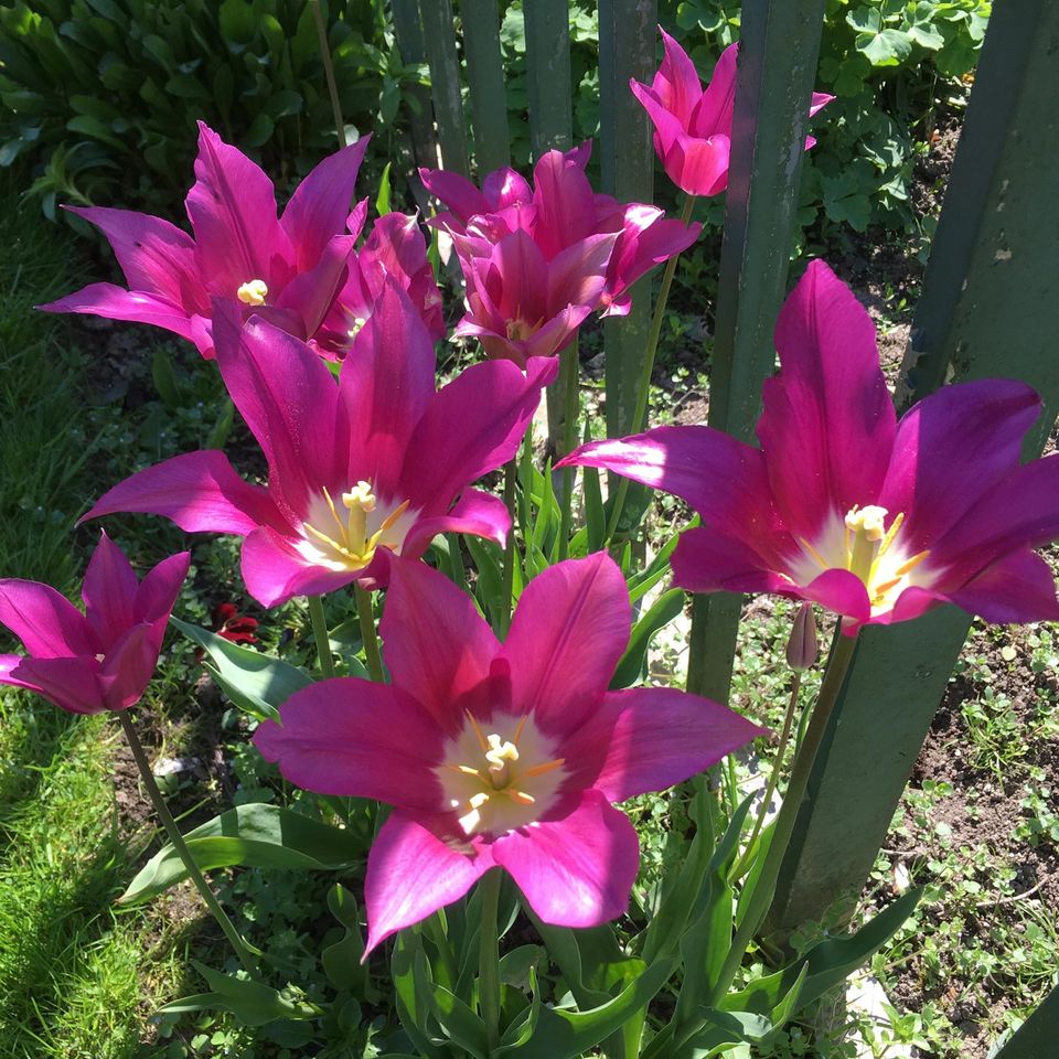 Spring Open Day At Garden Gate Project