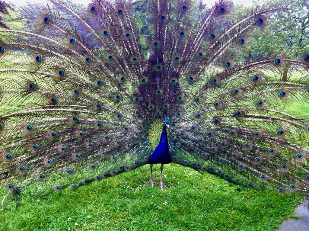 Peacock IMG 2482[12316]